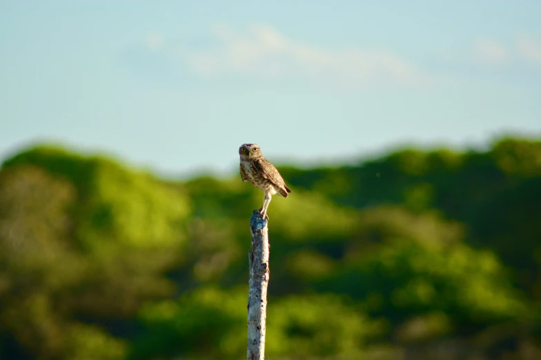 a bird standing on the edge of a pole