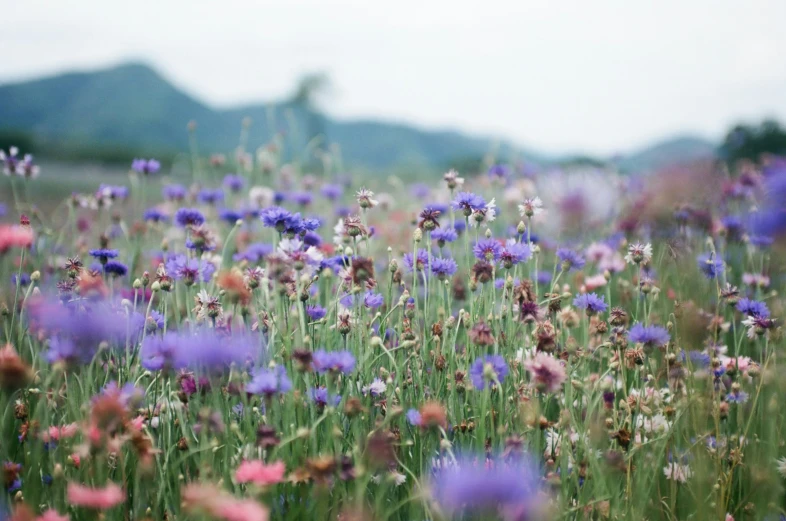 a field full of flowers with mountains in the background