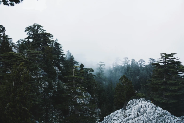 the trees in the mountains are covered with snow