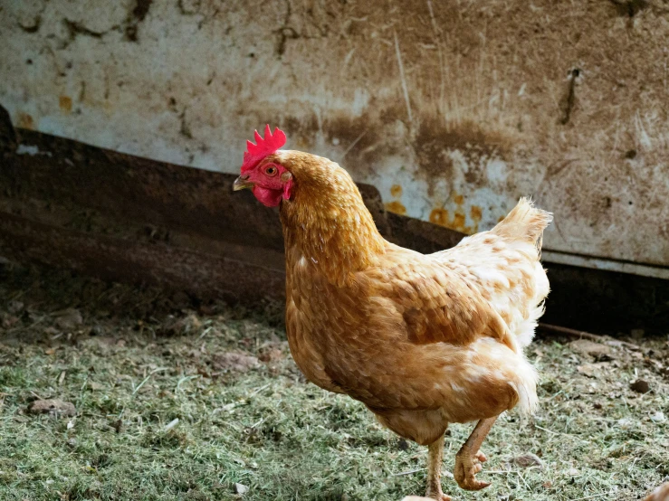 a hen in grass with its head standing on the ground