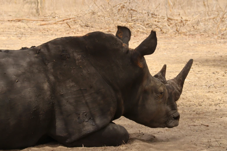 a close up of a rhino laying on the ground