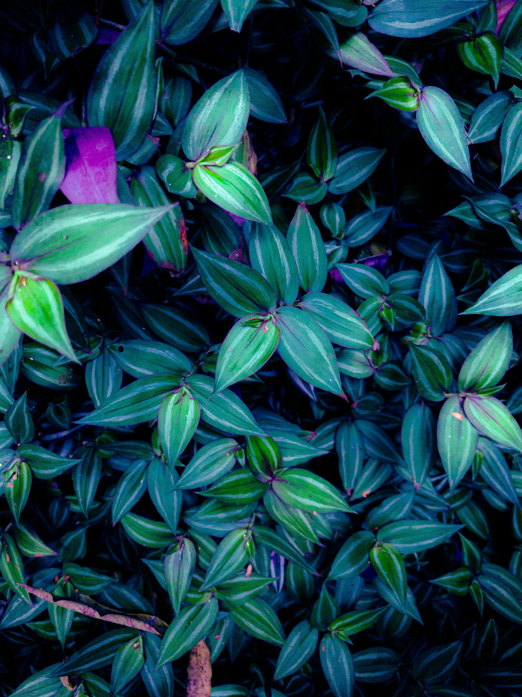 a group of green plants with purple flowers on them