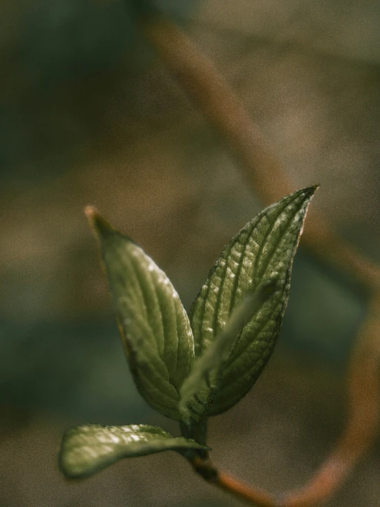 a green leaf is shown growing on a nch