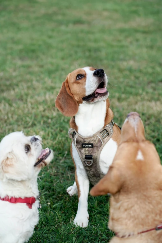 two dogs and a cat in grass with one looking up