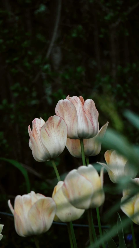 several peach flowers stand in front of the camera