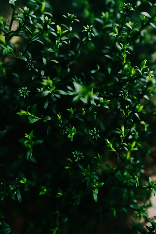 the top of a bush with green leaves