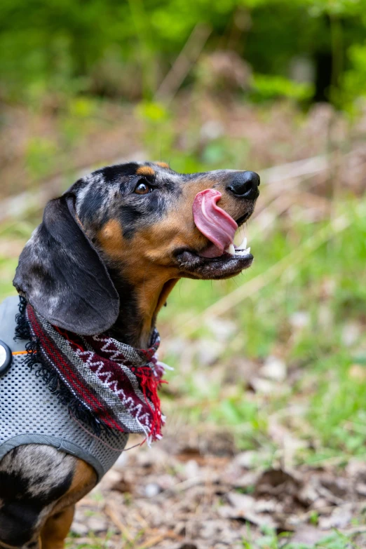 a small black and brown dog standing on top of a grass field