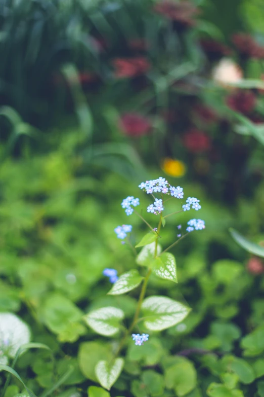 blue flowers and other green plants in the background