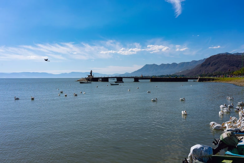 a pier and flock of seagulls on the water