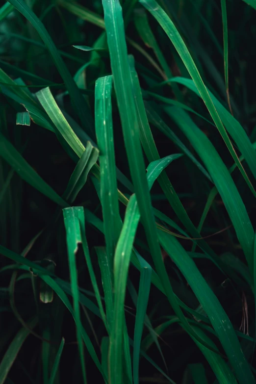 green blades of grass in the grass