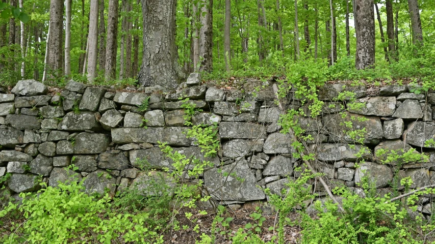 an old rock wall in a green forest