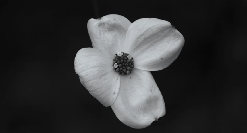 a black and white po of a flower