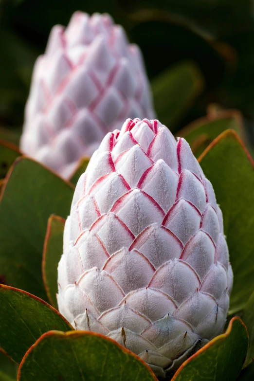 a close - up view of the flowers on a plant