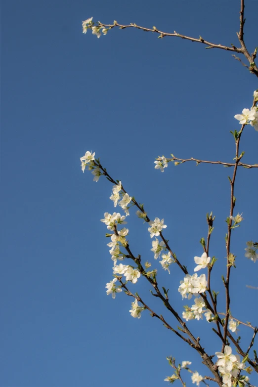 a flowered nch with white flowers in a blue sky background