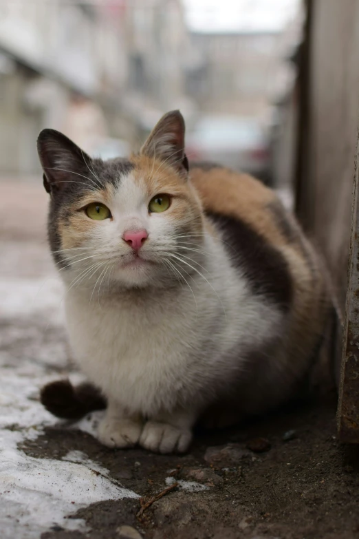 an orange white and black cat with its eyes open