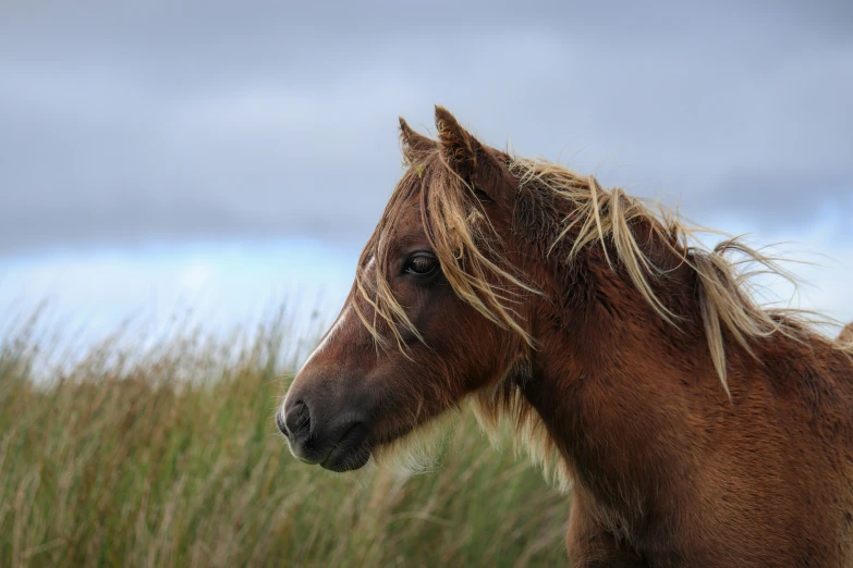 a horse standing in tall grass against a cloudy sky
