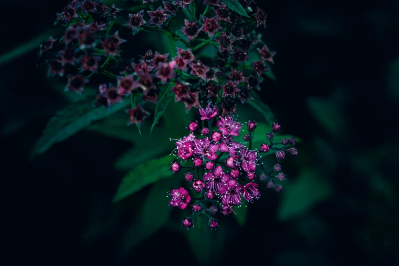 the beautiful flowers are still blooming on the plant