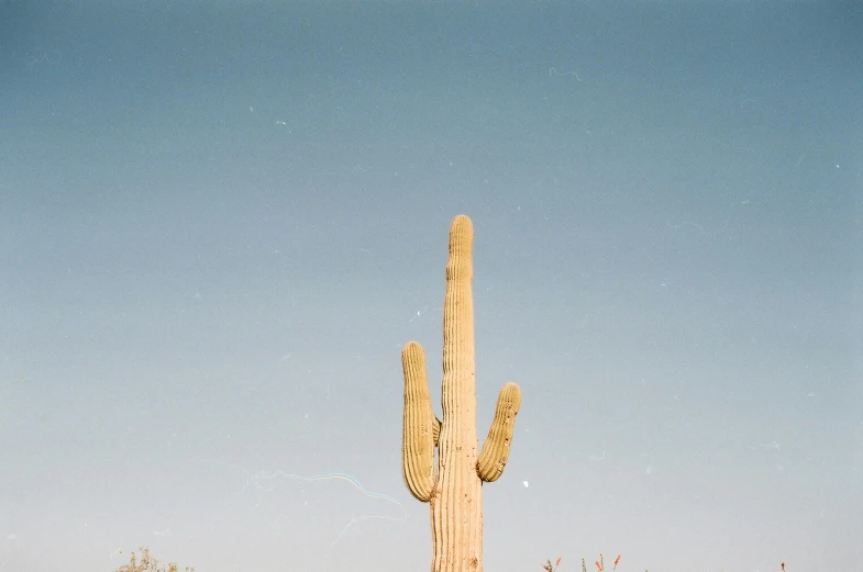 large cactus with tall saguay plant in the foreground