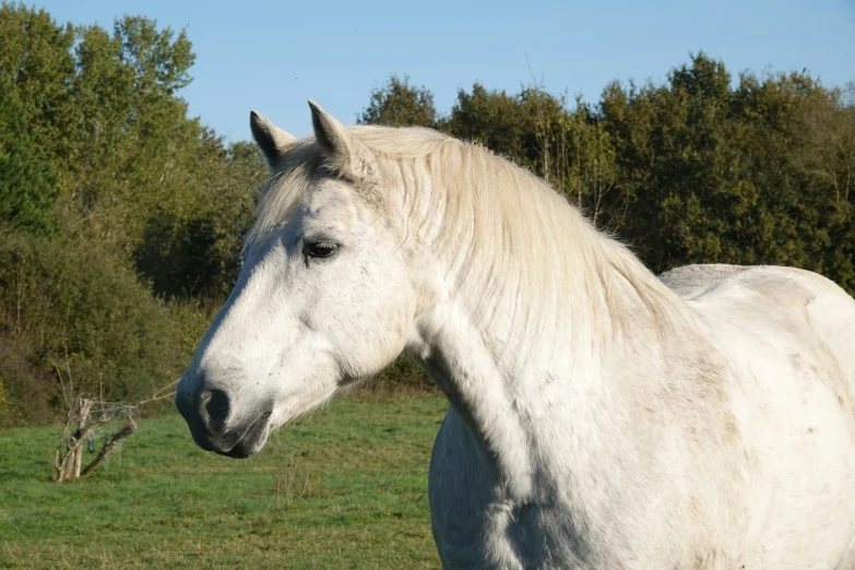 the white horse is standing in a pasture with trees in the background