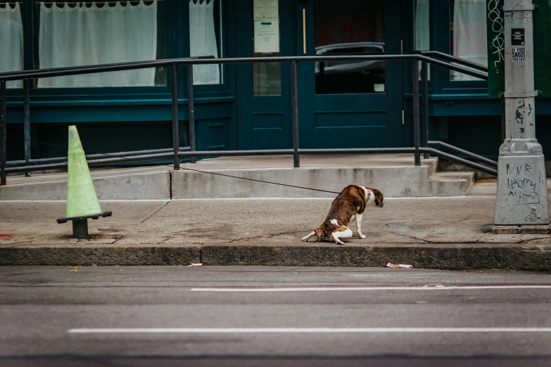 a dog tied up on the side of the road