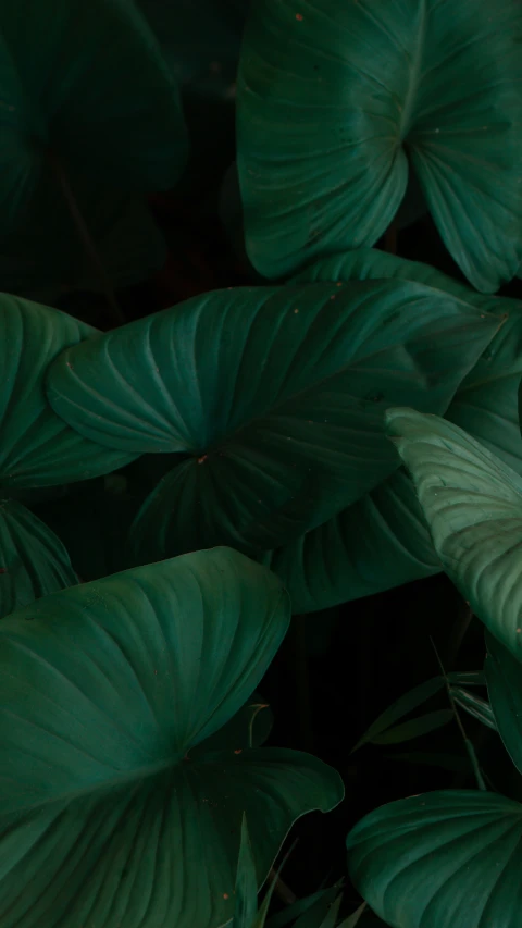 there are large green leaves growing next to each other