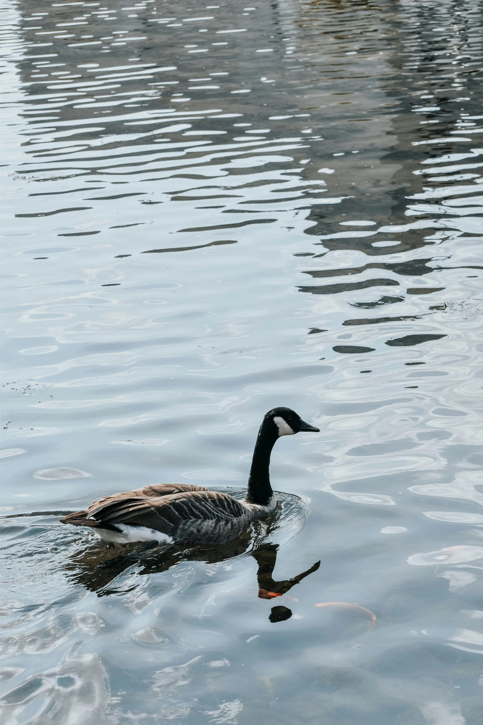 a black duck swimming in some very calm water