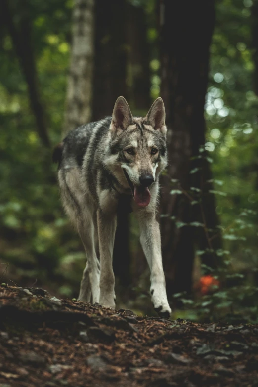 a gray wolf stands alone in the woods