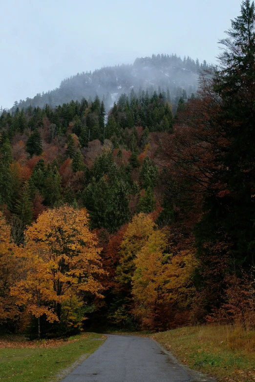 a road in front of some trees and a hill