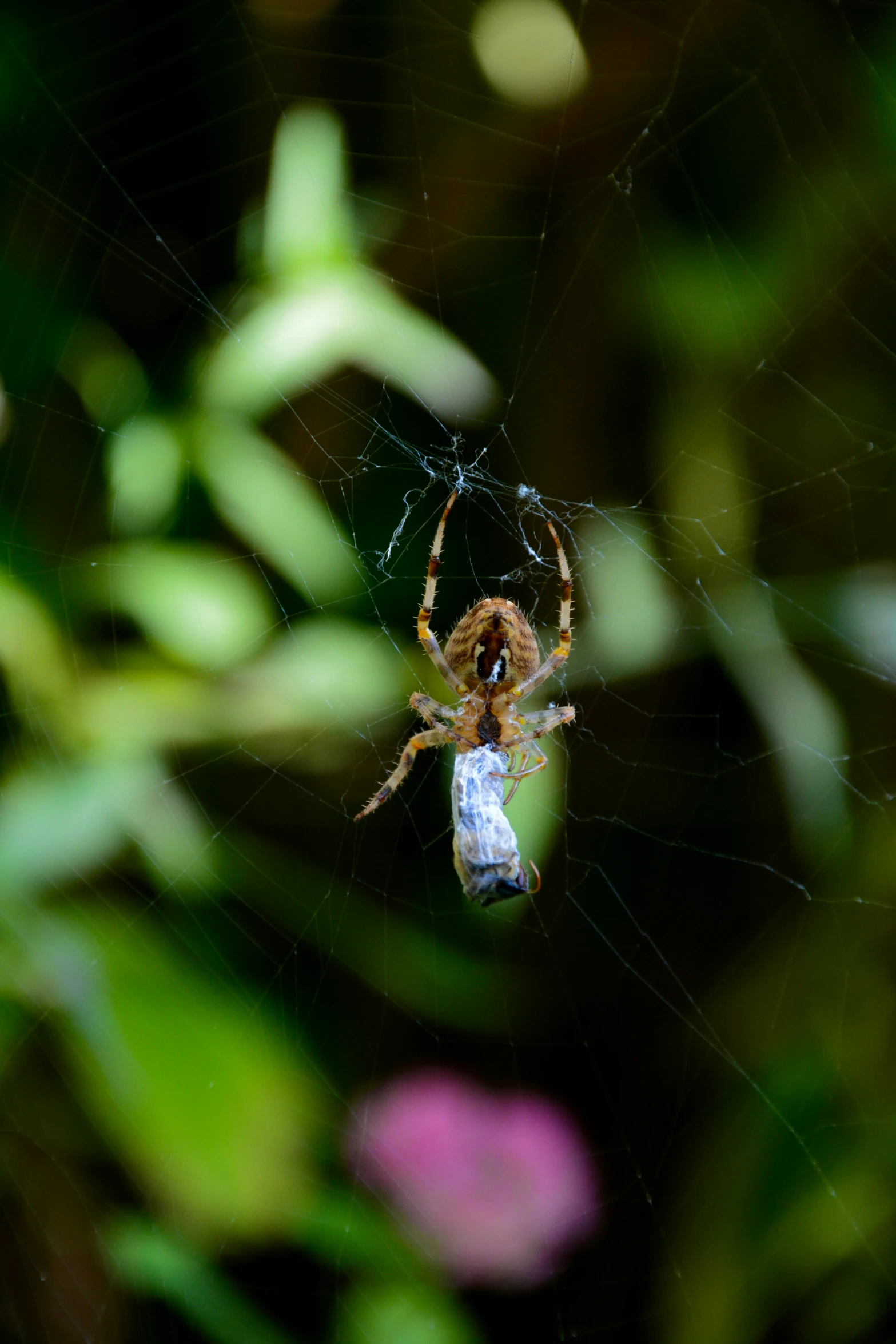 a spider hanging from it's web, in the middle of its web