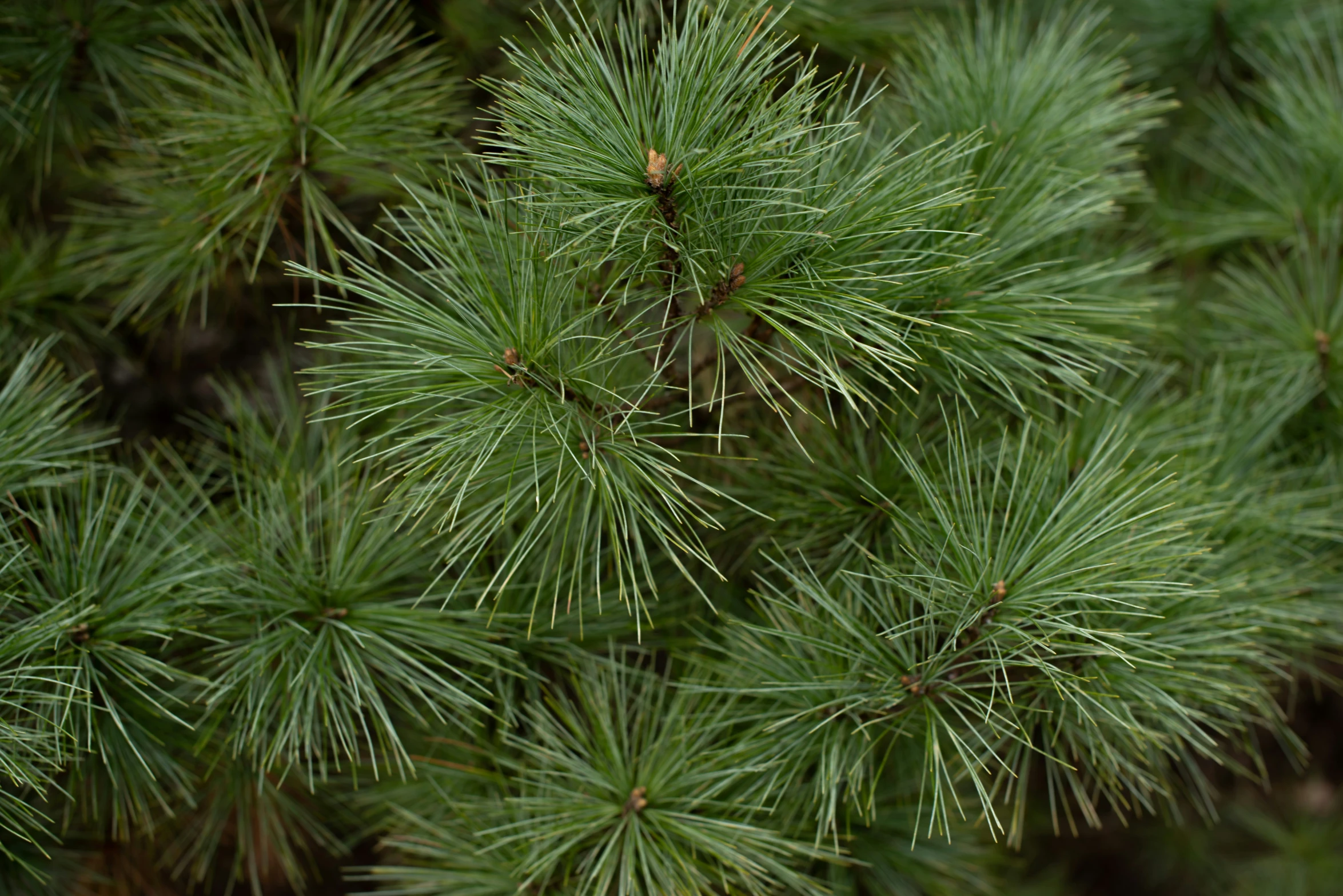 the tops of pine trees with very sp needles