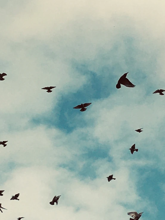 the birds are flying high in the sky together