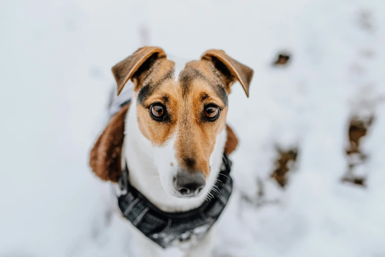 a small brown and white dog standing in the snow