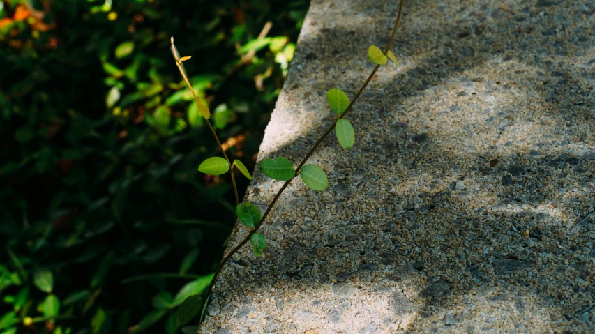 some green leaves growing on a rock