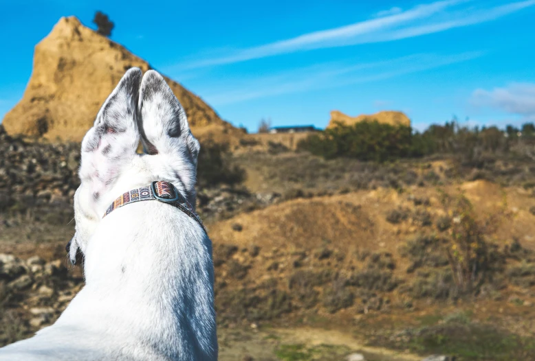 a dog is sitting in the mountains, its paw on the ground