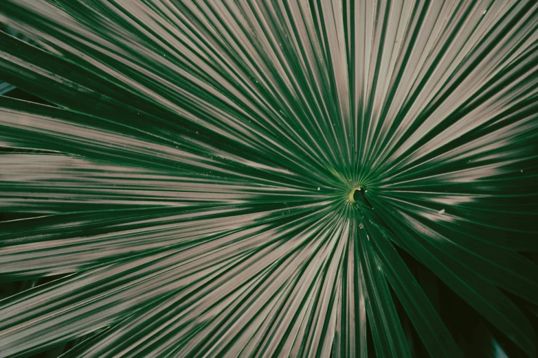 large green leaves that are on top of a tree