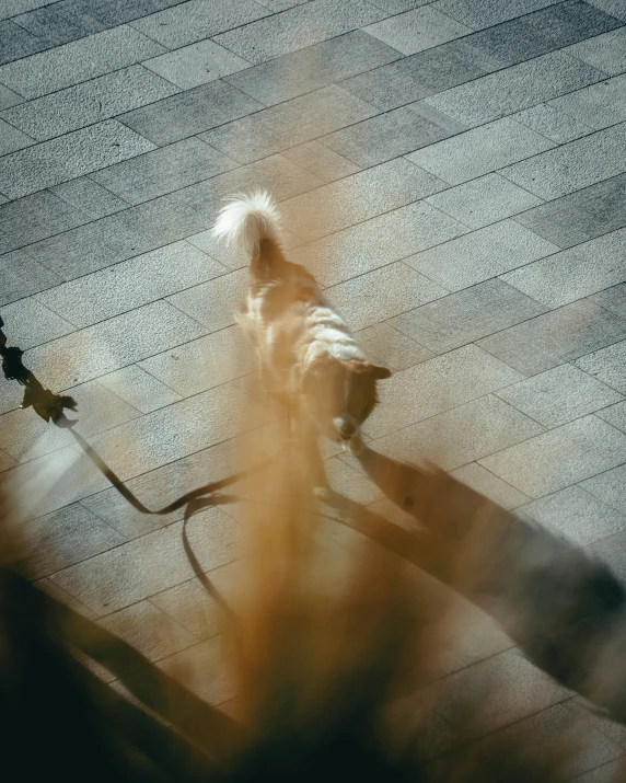 a blurry dog on a sidewalk holding the leash of his owner