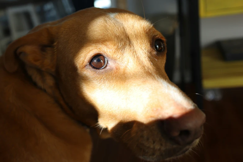 a dog's brown eyes are shining on the floor