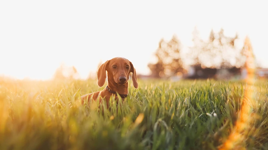 a dog laying on top of a lush green field