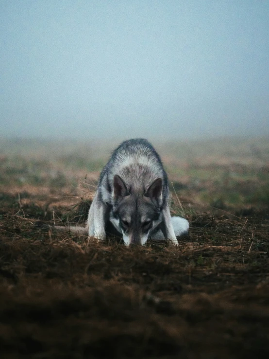 a wolf is laying down in a foggy field