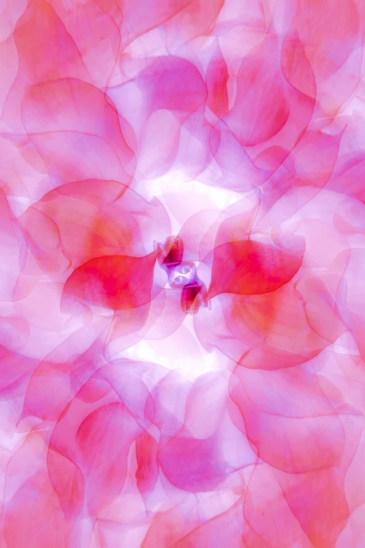 colorful red shapes in a pink flowered background