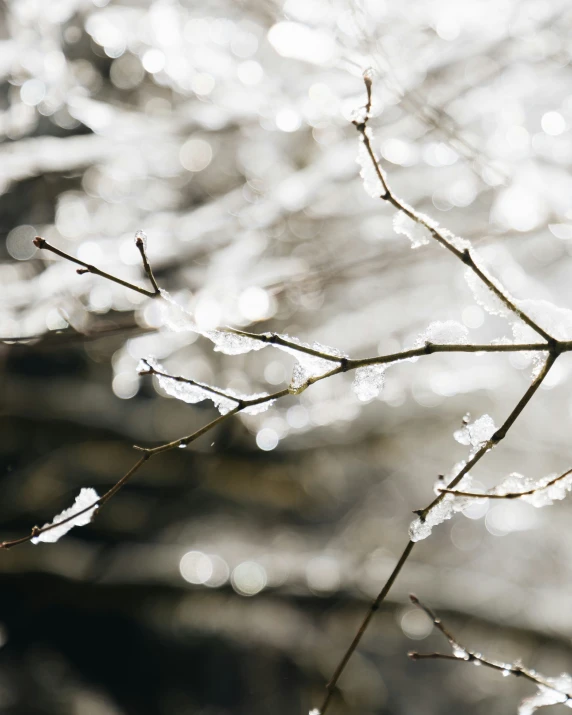 the leaves and nches of a tree, with some water on it