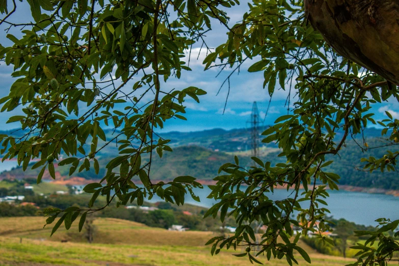 looking over a tree's foliage from a grassy hilltop