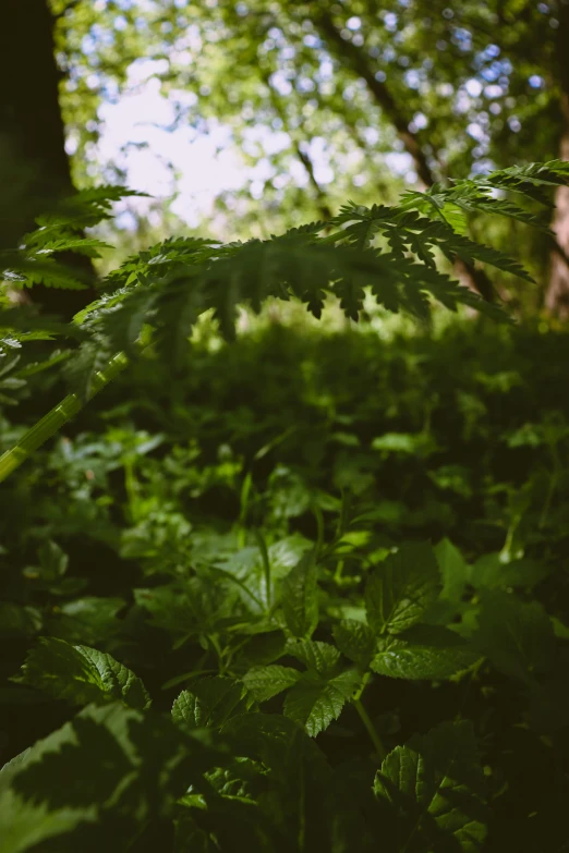 a lot of plants that are in the grass