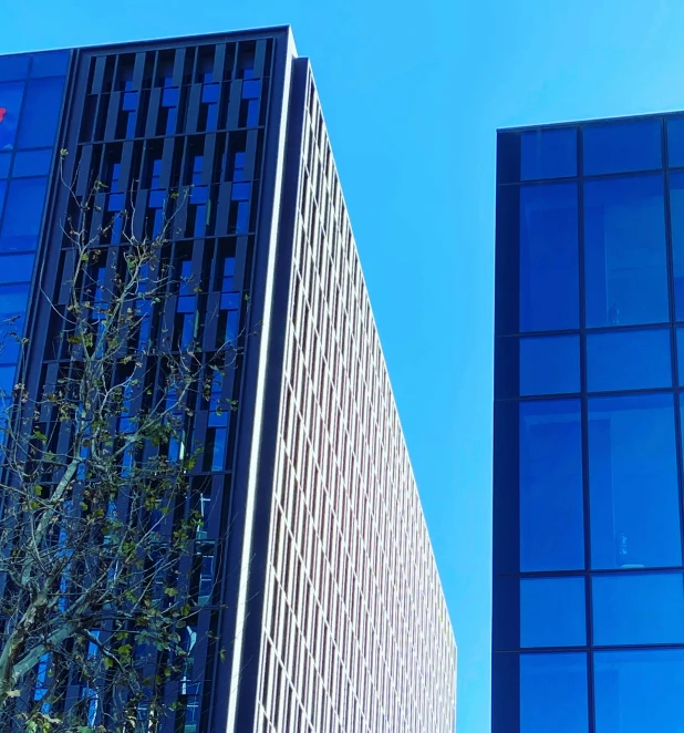 a tree is in between two office buildings