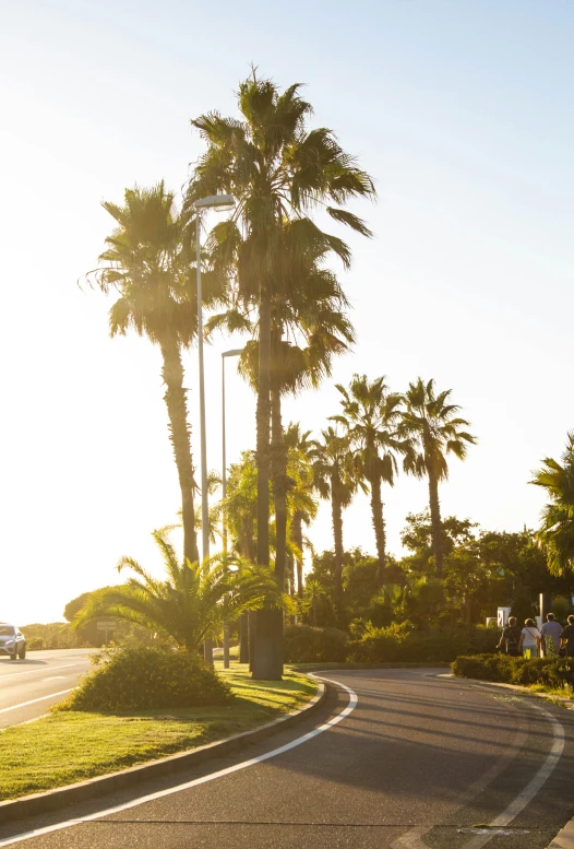 street light on roadway near palm trees at seaside