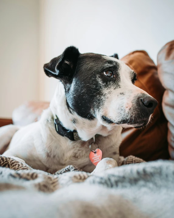 the dog is relaxing in his bed on the couch