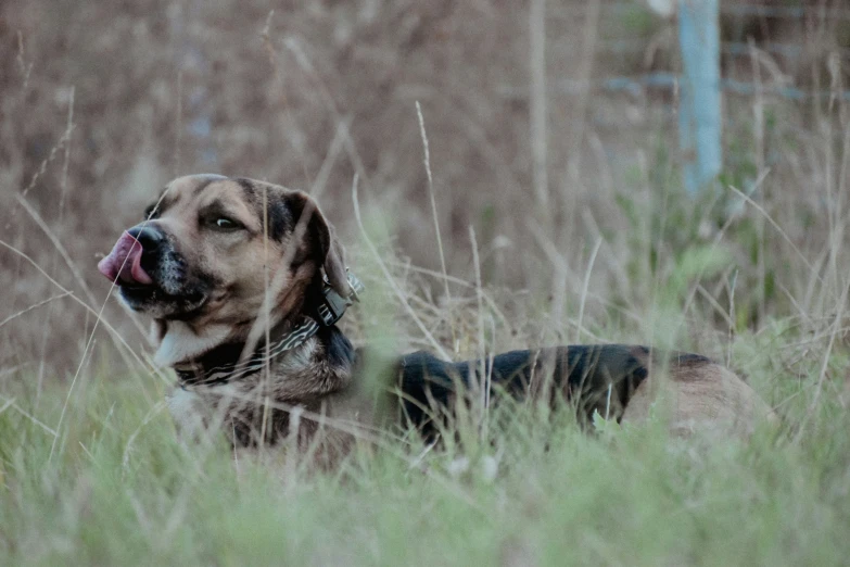 there is a dog lying in the grass and making a funny face