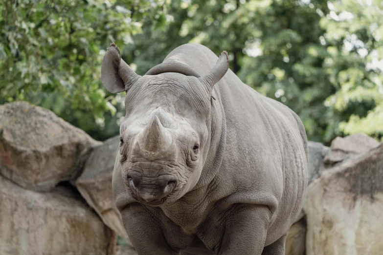 there is a rhino standing alone near many rocks