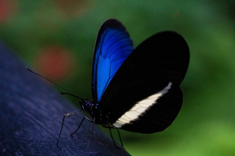 a erfly that is sitting on a piece of wood