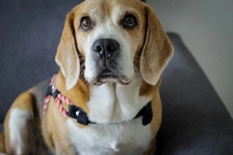 a brown and white dog is sitting down